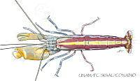 UNAM_FC-SISAL-0026 Alpheus paraformosus.jpg