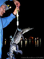 HBB0202 Crocodylus acutus.jpg