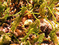 RRR177 Caulerpa sertularioides.jpg