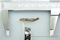 LFMG273 Gymneleotris seminuda.jpg