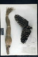 JMMV0063 Pinus montezumae.jpg