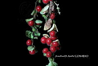 ME010 JA 00124 Cissampelos pareira L., 1753.JPG