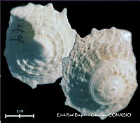 KT014 0535 Lithopoma phoebium.JPG