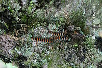 ZG016 0035 Arsenura armida armida.jpg