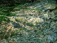 CGL4781 Oncorhynchus mykiss.jpg