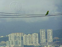 MAGM01 Amazona autumnalis.jpg