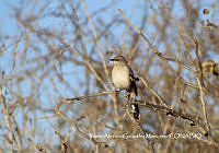 MN6F0196 Mimus polyglottos.jpg