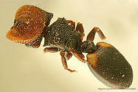 AGDE019-130 Cephalotes bimaculatus.jpg