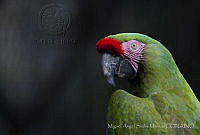 MASM06315 Ara ambiguus.jpg