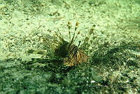 BDP0175 Pterois volitans.jpg