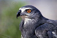 GC0101 Geranospiza caerulescens.jpg