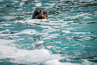 IDG Nat 0035 Phoca vitulina.jpg