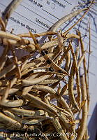 FBA1485 Phaseolus vulgaris.jpg