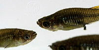 AAKVDH 0059 Poeciliopsis viriosa.JPG