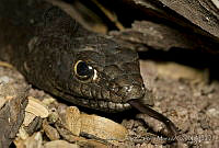 MASM02207 Masticophis flagellum.jpg