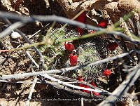 LI005 0174 Mamillaria grahamii.jpg