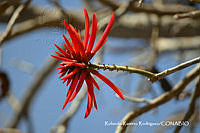 RRR0402 Erythrina americana.jpg