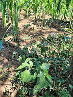 SG019 0043 Solanum nigrescens.jpg