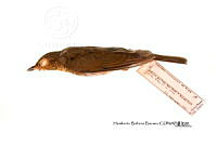 ME006 Aves 0673 Catharus ustulatus.jpg