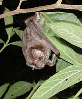 AH0023 Diphylla ecaudata.jpg