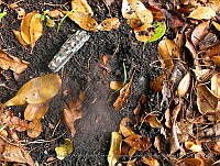 SAA;FFByEJNP05 Tapirella bairdii.JPG
