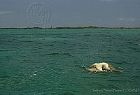 HBB0168 Chelonia mydas.jpg