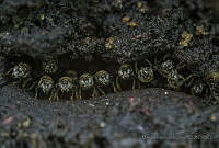 MMM01 Melipona sp..jpg