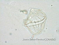 JSP132 Gonyaulax hyalina.JPG