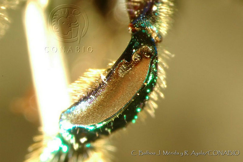 CB JM RA0371%20Euglossa%20crininota.jpg.rSeUnIP MedpVQFjQA3g0JtbmFja29CbnFuZ3NAbXJ6LGtwZwA.waI6fNMtAj