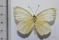 VJAP025 Leptophobia aripa ssp. elodia.jpg