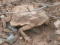 OOG0387 Phrynosoma taurus.jpg