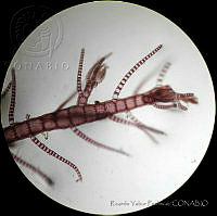 RYP0011 Spyridia filamentosa.jpg