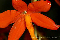MASM06195 Theridion frondeum.jpg