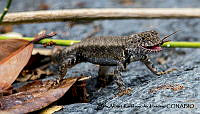 AAKVDH 0313 Sceloporus nelsoni.JPG