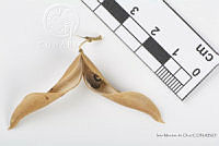 IMDOC2557 Phaseolus lunatus.jpg