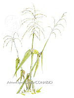 AIO 072 Zea mays subsp parviglumis.jpg