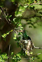 LAMT 001 Amazilia tzacatl.jpg