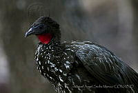 MASM05023 Penelope purpurascens.jpg