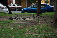 PRB0183 Myiopsitta monachus, Columba livia y  Quiscalus mexicanus.jpg