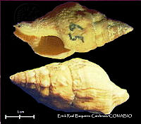 KT014 0530 Leucozonia nassa.JPG