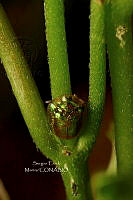 SM0559 Charidotella succinea.jpg