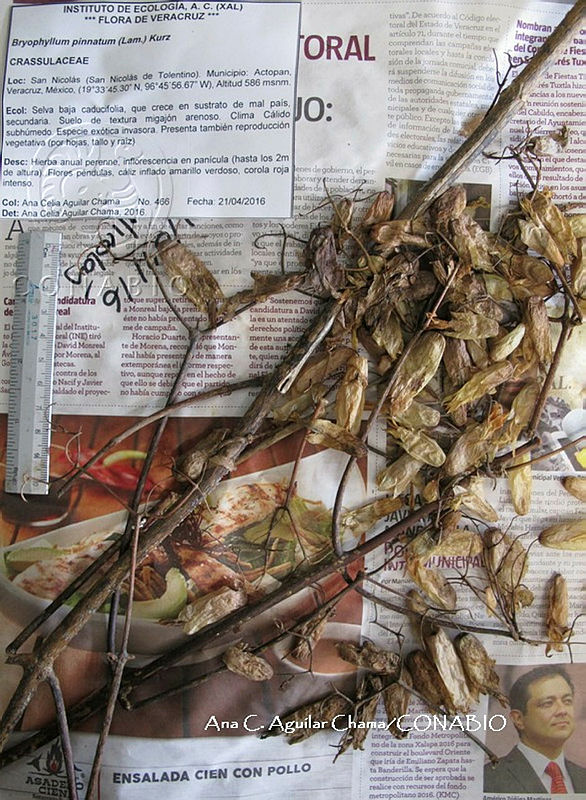 AACH%200083%20Bryophyllum%20pinnatum.jpg.riec1 bzMeE3h VhQA3g0JtbmFja29CbnFuZ3NAbXJ6LGtwZwA.81inX0Jvo2