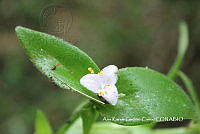 AKGC029 Commelina pallida.JPG