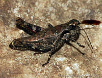 FMB0007 Melanoplus luduvinae.jpg