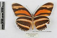 JF018 0383 Dryadula phaetusa.jpg