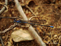 OTVHK040-653 Argia sp..jpg