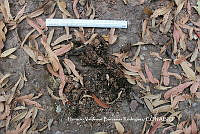 HVBR0005 Urocyon cinereoargenteus ssp. orinomus.JPG