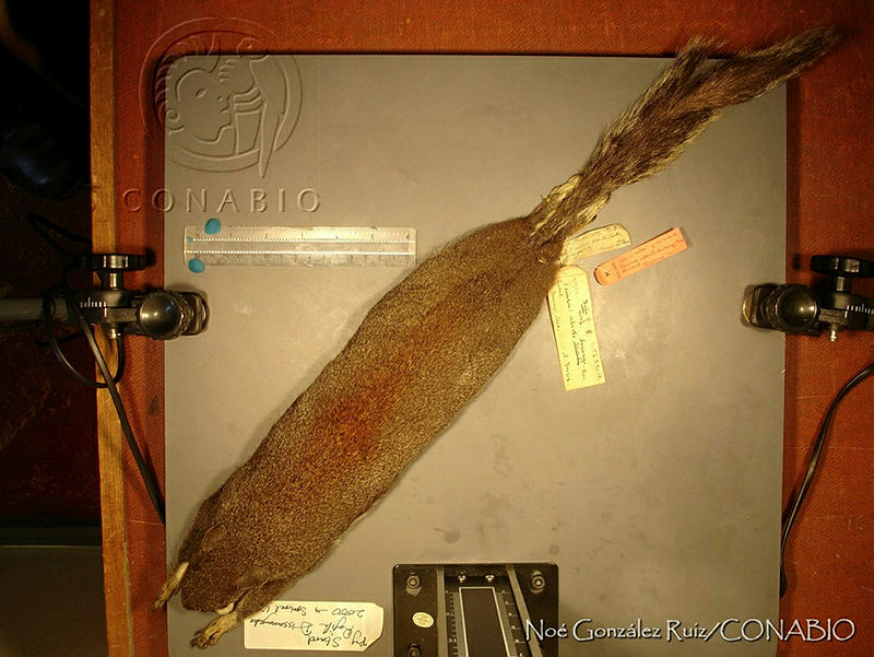 NGR0252%20Sciurus%20aberti%20ssp.%20durangi.jpg.rSeAqPT0MTUzfyVhQA3g0JtbmFja29CbnFuZ3NAbXJ6LGtwZwA.jbPq2gpFBG