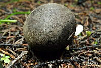 CGR001 Lycoperdon umbrinum.jpg