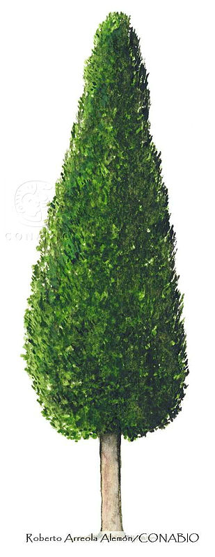 RAA0082%20Cupressus%20sempervirens.jpg.qyfQyvnzMd0FBVdhQA3g0JtbmFja29CbnFuZ3NAbXJ6LGtwZwA.q8Bf6GXkAy